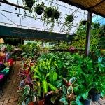 Plantas transformam ambientes e trazem mais bem-estar para dentro de casa