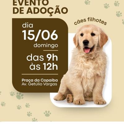 Evento de Adoção de Cães em Bauru acontece neste domingo na Praça da Copaíba