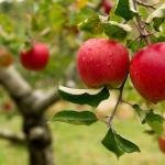 Polpa Brasil acelera investimentos e projeta crescer 64,33% em 2026 com avanço de produtos clean label