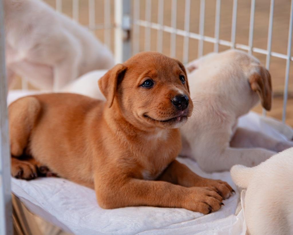 Evento no Parque Vitória Régia promove adoção de animais e orienta sobre a posse responsável