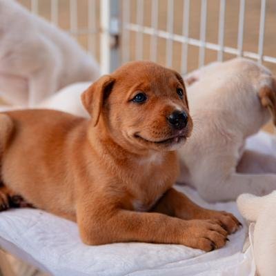 Evento no Parque Vitória Régia promove adoção de animais e orienta sobre a posse responsável